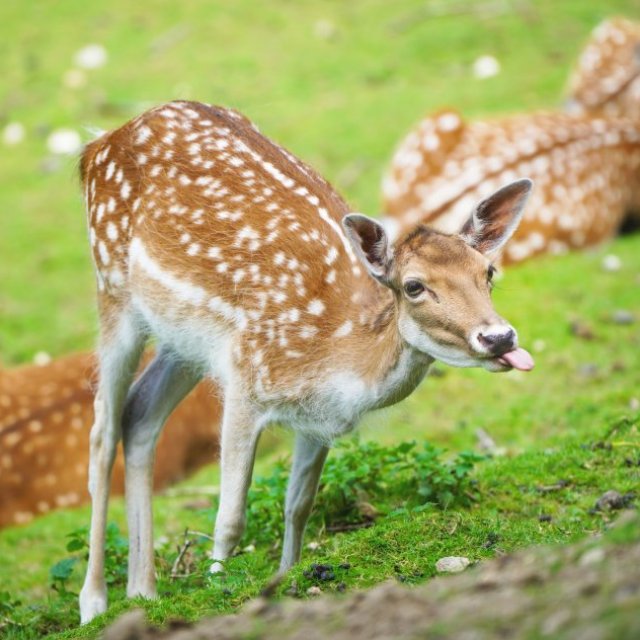 Wildpark Schwarze Berge