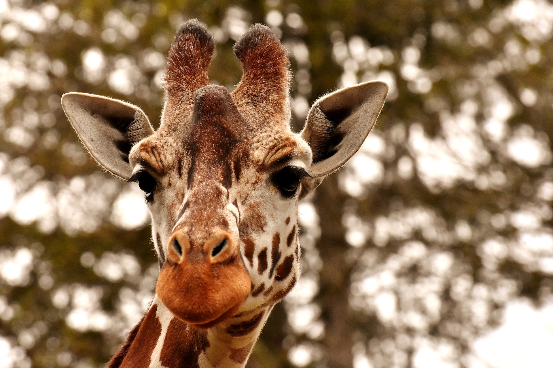 Zoos: Eine Giraffe im Zoo